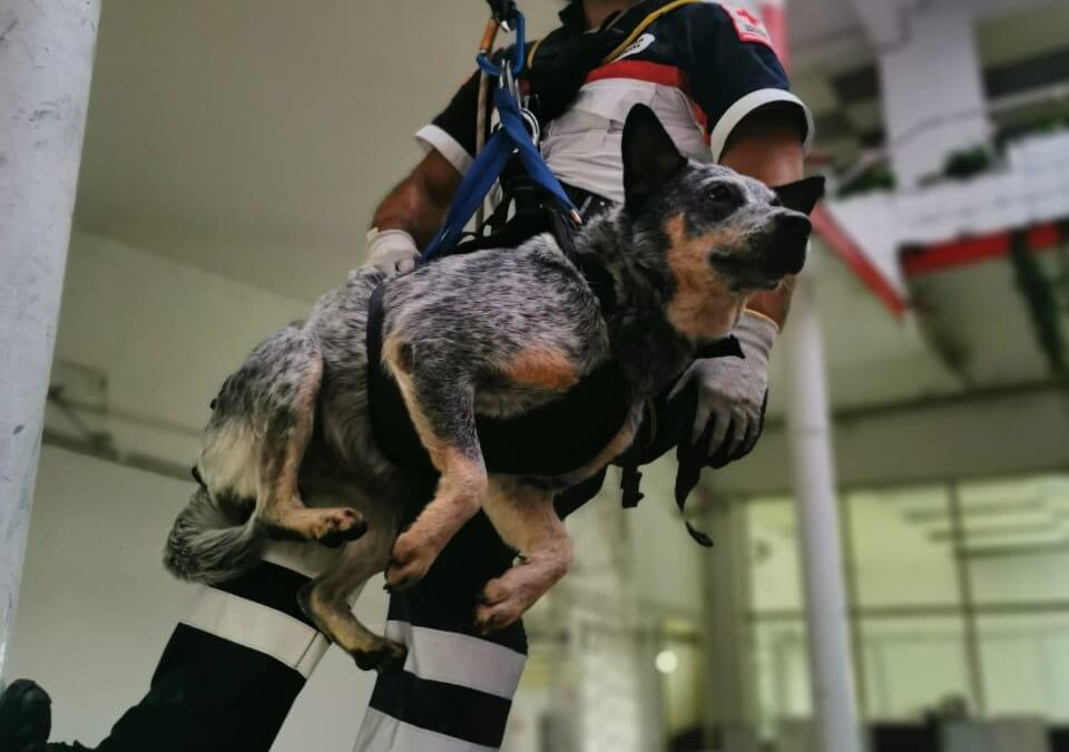 Conoce a Cobá y Ziggy  Perros de búsqueda y rescate, del equipo SAR-K9
